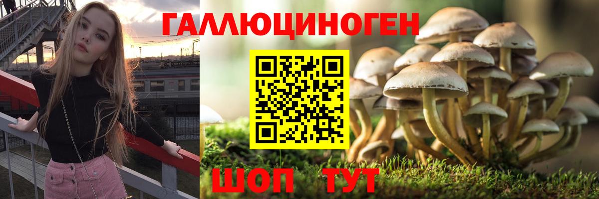 как найти   Вход с VPN  Нефтекумск  Псилоцибиновые грибы GOLDEN TEACHER 
